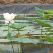 藕池草莓视频下载免费膜